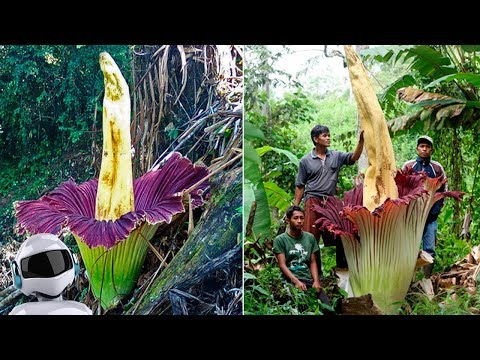 Видео: 10 САМЫХ ПОРАЗИТЕЛЬНЫХ РАСТЕНИЙ В МИРЕ С СУПЕРСПОСОБНОСТЯМИ