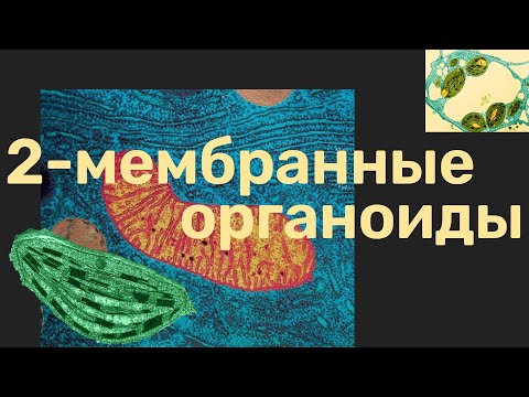 Видео: Роль хлоропластов и митохондрий в метаболизме. Цитология.