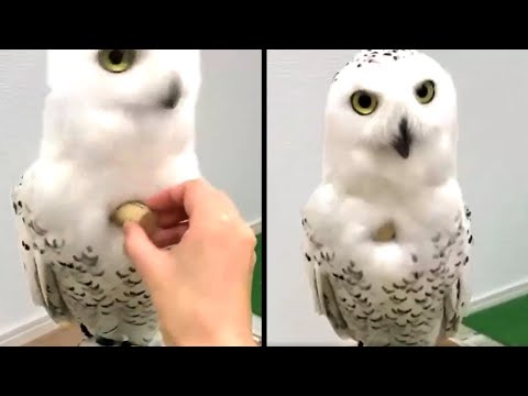 Видео: Удивительные Вещи, Которых Вы Никогда Не Видели. Часть 4