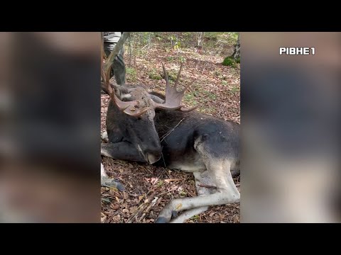 Видео: Чергова смерть лося на Рівненщині: подробиці інциденту
