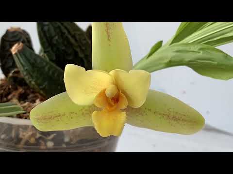 Видео: Angraecum didieri и Lycaste Muscat