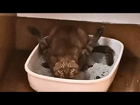 Видео: Злодеи сломали ему руки. Он с трудом выживал на улице, но любовь вернула ему доверие.