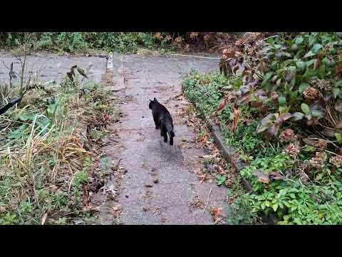 Видео: Астрология от 8 ноября 2025 года: Ощущение всех чувств...