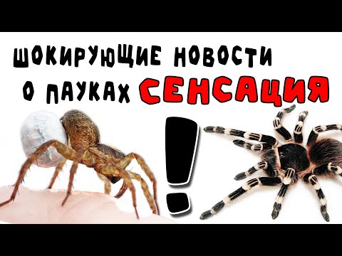Видео: Мы ошибались насчёт этих пауков! Acanthoscurria geniculata