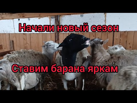 Видео: Покрыть всех овец , любой ценой !Новый сезон в овцеводстве начинается ! Случный период 2025 !