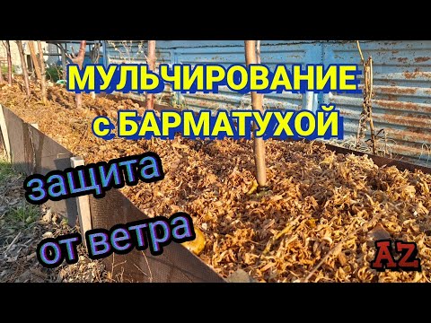 Видео: МУЛЬЧИРОВАНИЕ и использование барматухи зимой: практические советы