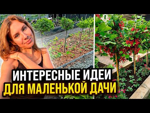 Видео: НЕТИПИЧНЫЙ ПЛОДОВЫЙ САД С ШТАМБОВЫМИ РАСТЕНИЯМИ И КЛУБНИКОЙ