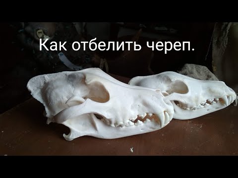 Видео: Отбеливание черепов. Как отбелить череп?