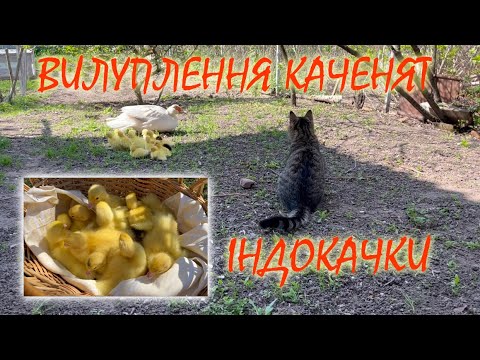 Видео: Вилуплення каченят індокачкою. Чи можна забирати каченят в індокачки в процесі вилуплення