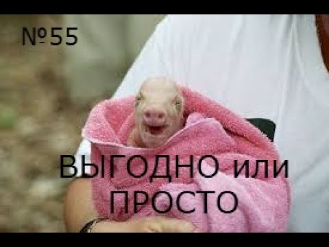 Видео: №55 | КАК НАЧАТЬ СВИНОВОДСТВО.