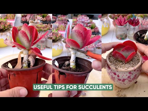 Видео: Простой уход за суккулентами для начинающихСледующая страницасуккуленты
