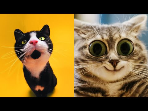 Видео: 😹Коты 2022 смешные котики. 😹Новые приколы с котами до слез. Я СМЕЯЛСЯ ПОЛЧАСА 😹Funny cats  2022-2021