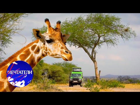 Видео: Танзания. Африканское сафари. Мечтатели @moyaplaneta