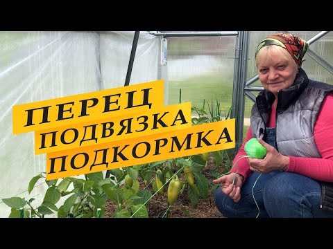 Видео: Перец. Подвязка и подкормки.