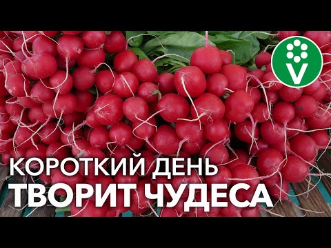 Видео: ЭТО ВАЖНО ЗНАТЬ КАЖДОМУ ОГОРОДНИКУ! Управляйте световым днем и получайте ОВОЩИ в любую пору года
