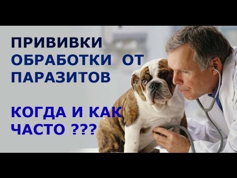 Видео: Моя собака. Когда ставить щенку прививки. Ветобслуживание.