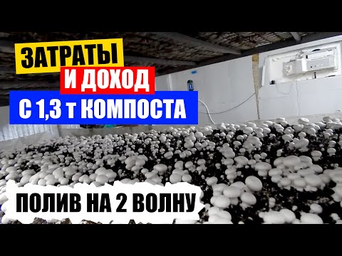Видео: Затраты и доход. Полив на 2 волну. Выращивание шампиньонов. Бизнес в гараже