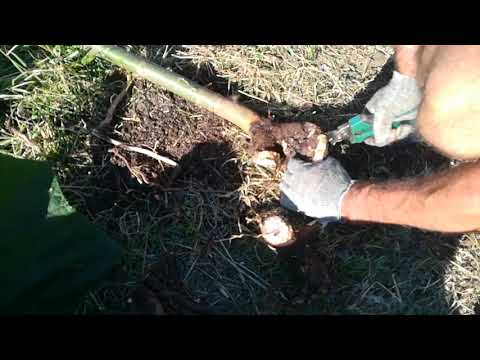 Видео: Результаты роста павловнии за сезон и осенняя посадка корней павловнии в открытый грунт.