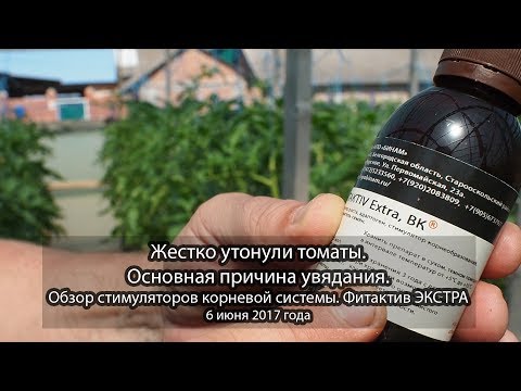 Видео: Жестко утонули томаты. Фитактив ЭКСТРА стимуляторы корня