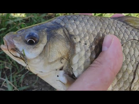 Видео: ЛОВЛЯ КАРАСЯ НА СЕКРЕТНУЮ СНАСТЬ. ЖОР КАРАСЯ В ТРАВЕ. ЛУЧШАЯ РЫБАЛКА НА КАРАСЯ.