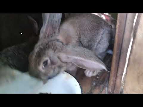 Видео: Миксоматоз ,наиболее правильное решение проблемы