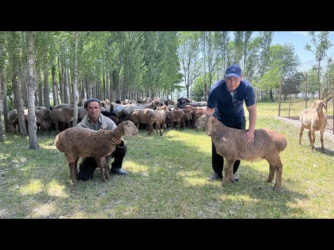 Видео: Жыргал байкенин кой чарбасы ~ 4 жылдык натыйжа || Арашан койлору