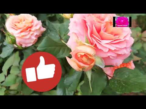 Видео: ПОСАДКА РОЗ с ЗКС. НАЧИНАЮЩИМ