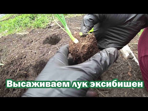 Видео: Высадка лука эксибишен из рассадных стаканов в гряду