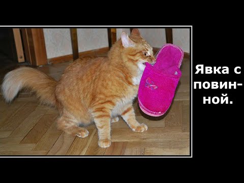 Видео: Веселые картинки. Смешные кошки. Приколы про котов смешные.