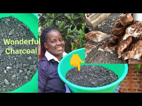 Видео: НЕ ПОКУПАЙТЕ БОЛЬШЕ ЛЕКАРСТВА ДЛЯ КУРИЦ: Преимущества древесного угля в птицеводстве