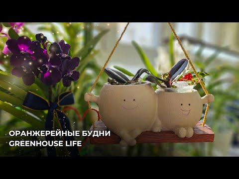 Видео: Оранжерейные будни. Greenhouse life.