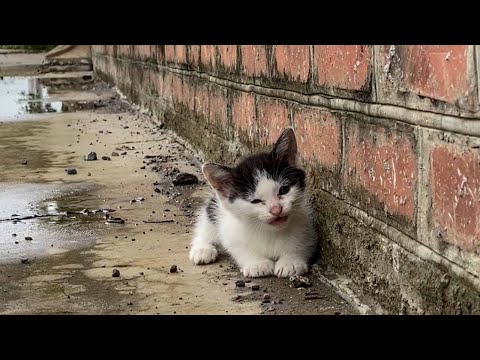 Видео: Она слабо звала на помощь, съеживаясь, чтобы защитить себя... к счастью, появился спаситель.