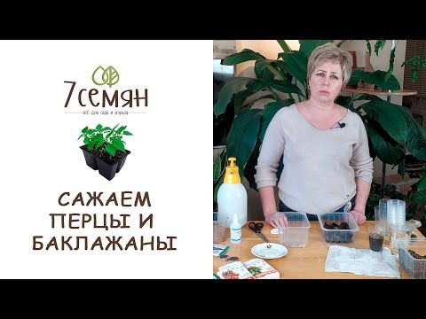Видео: СЕЕМ И ВЫРАЩИВАЕМ ПЕРЦЫ И БАКЛАЖАНЫ БЕЗ ОШИБОК / 7 семян
