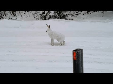 Видео: Финская гончая, заяц и Альфа 100