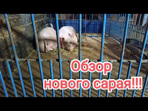 Видео: Мини Обзор нового сарая!!! #свиноводство #гибрид #pig #piggy #лпх #пьетрен #сарай