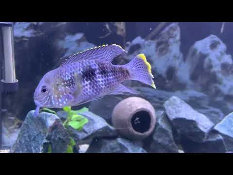 Видео: Как спровоцировать нерест у Акары берёзовой.