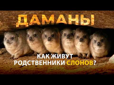 Видео: Даманы - пушистые родственники слонов