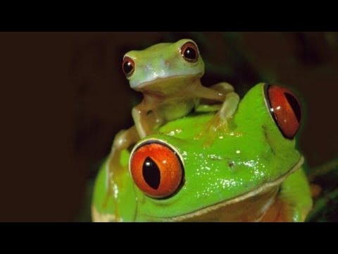 Видео: Чому земноводні мають таку назву? ЯДС. 3 клас. Візняк А.В.