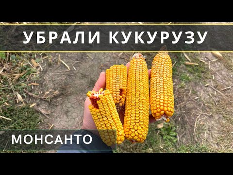 Видео: УБРАЛИ КУКУРУЗУ ДКС 4014! ДОВОЛЕН РЕЗУЛЬТАТОМ