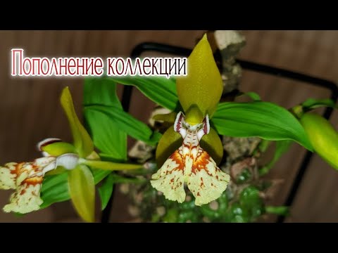 Видео: Орхидеи Новые растения в коллекции Лето 2023