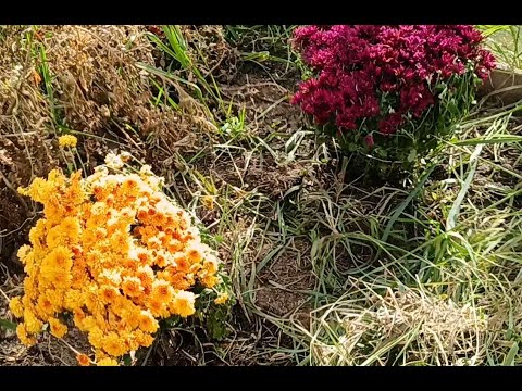 Видео: Уборка урожая моркови и свеклы. Почему я не ношу красный цвет