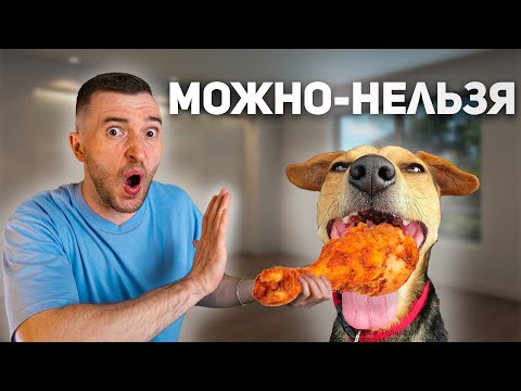Видео: Научил Щенка Командам "Нельзя" и "Можно"  за 5 минут / Тест \ 12 команд за 8 дней