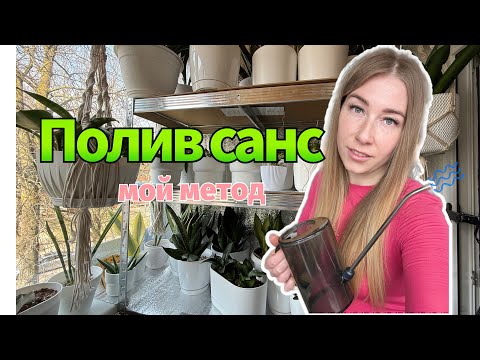 Видео: Мой метод полива санс 🚿#сансевиерия #сансы #sansevieria #поливсансевиерий