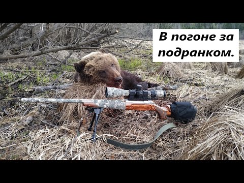 Видео: Добор медведя подранка 2021.