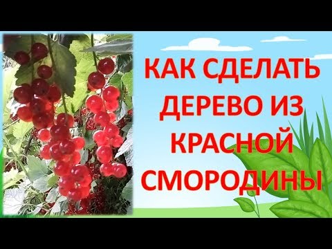 Видео: КАК ВЫРАСТИТЬ СМОРОДИНОВОЕ ДЕРЕВО. ШТАМБОВАЯ СМОРОДИНА. Как выращивать смородину.