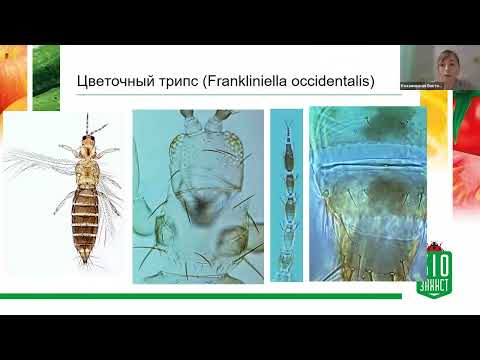 Видео: Обзор разных видов трипсов