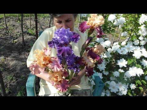 Видео: Как засадить сад красивыми ИРИСАМИ задешево. Секрет прост