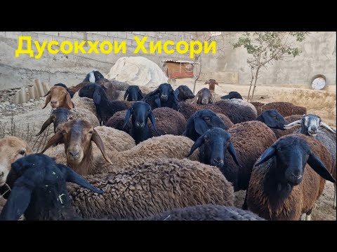 Видео: Дусокхои Хисори ( Тукли ) фуруши арзон.  Ватсап 907 30 60 40 