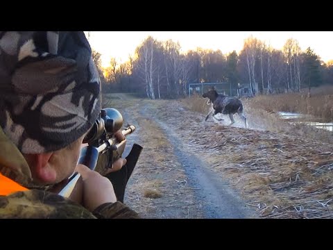 Видео: ФАНТАСТИЧЕСКАЯ ЗАГОННАЯ ОХОТА НА ЛОСЯ. Добыл 2 трофея!