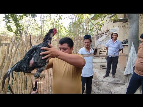 Видео: ЭСКИ ПАРВОЗ МАННОБ ТОГА УЙЛАРИГА МЕХМОНЛАР КЕЛДИ ПАРВОЗЛАР УЧУН ЯНГИ ВИДЕО 